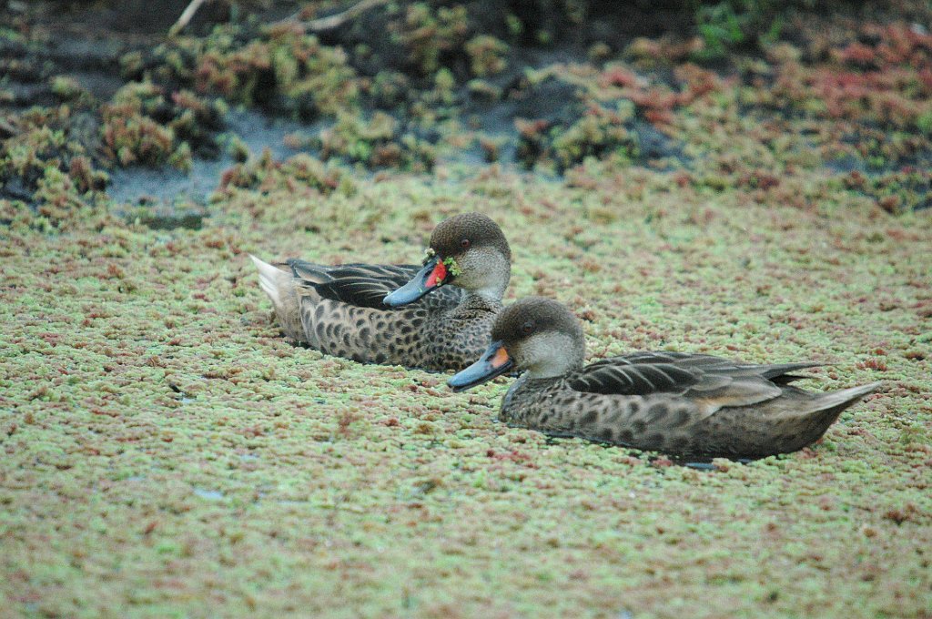 Duck, White-cheeked Pintail, 2004-11035510.JPG - Male and Female White-cheeked Pintails, Galapagos, 2003